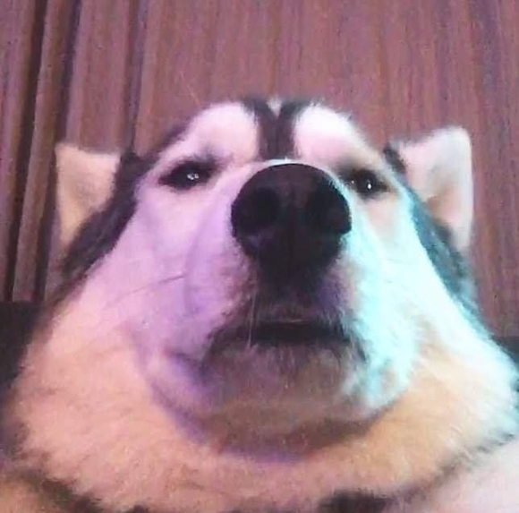 Meet your Posher, Karli - Picture 1 of 1